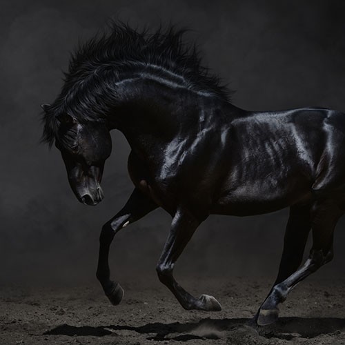 Arome Black Mustang (10ml)