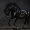 Arome Black Mustang (10ml)
