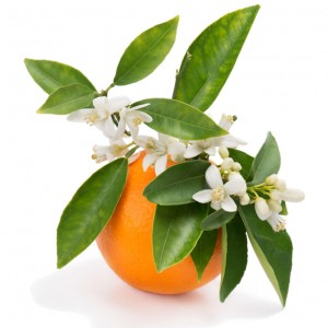 Arôme Fleur d'Oranger (10ml)